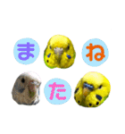 愛しのインコさん♪（個別スタンプ：23）