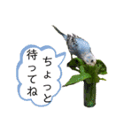 愛しのインコさん♪（個別スタンプ：24）