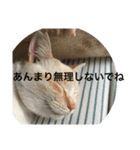 ベルちゃんスタンプ パート3（個別スタンプ：3）