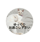 ベルちゃんスタンプ パート3（個別スタンプ：4）