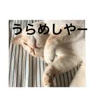 ベルちゃんスタンプ パート3（個別スタンプ：11）