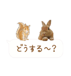 *うさぎのうさちゃん* みんなのスタンプ♪（個別スタンプ：30）