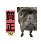 フレンチブルドッグバイエスの年末年始挨拶（個別スタンプ：1）