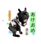 フレンチブルドッグバイエスの年末年始挨拶（個別スタンプ：2）