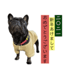 フレンチブルドッグバイエスの年末年始挨拶（個別スタンプ：3）