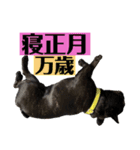 フレンチブルドッグバイエスの年末年始挨拶（個別スタンプ：8）