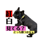 フレンチブルドッグバイエスの年末年始挨拶（個別スタンプ：11）