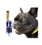 フレンチブルドッグバイエスの年末年始挨拶（個別スタンプ：16）