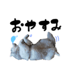 ハスキー。ドルチョの1日（個別スタンプ：1）