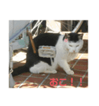 大久保ノラニャンズパート5（個別スタンプ：2）