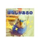 可愛いインコの「ふーちゃん」スタンプ3（個別スタンプ：1）