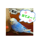 可愛いインコの「ふーちゃん」スタンプ3（個別スタンプ：8）