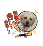 あけおめスタンプ(ナナちゃん)（個別スタンプ：11）