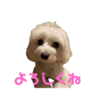 シエル(409)（個別スタンプ：1）