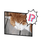 アーユルキャット5 寅次郎（個別スタンプ：3）