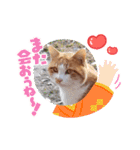 アーユルキャット5 寅次郎（個別スタンプ：4）