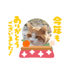 アーユルキャット5 寅次郎（個別スタンプ：7）