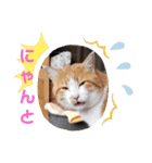 アーユルキャット5 寅次郎（個別スタンプ：24）