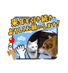 マルマルとシロ（個別スタンプ：2）