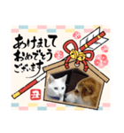 マルマルとシロ（個別スタンプ：3）