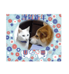 マルマルとシロ（個別スタンプ：4）