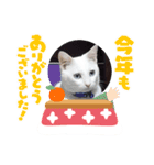 マルマルとシロ（個別スタンプ：8）