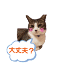 にゃんこのララスタンプ4（個別スタンプ：4）