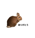 うさぎのチョッピー（個別スタンプ：1）
