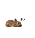うさぎのチョッピー（個別スタンプ：3）