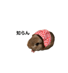 うさぎのチョッピー（個別スタンプ：6）