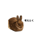 うさぎのチョッピー（個別スタンプ：12）