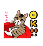 2020 1223 猫のてん（個別スタンプ：1）