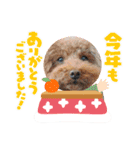 クー太からあけおめ（個別スタンプ：1）