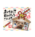 クー太からあけおめ（個別スタンプ：5）