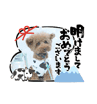 クー太からあけおめ（個別スタンプ：6）