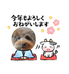 クー太からあけおめ（個別スタンプ：11）