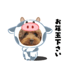 クー太からあけおめ（個別スタンプ：12）