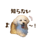 トイプードルのとわ2（個別スタンプ：4）