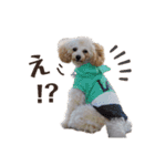 トイプードルのとわ2（個別スタンプ：16）
