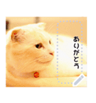 ちょこ【ねこ】の「この気持ちを伝えたい」（個別スタンプ：1）