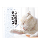 ちょこ【ねこ】の「この気持ちを伝えたい」（個別スタンプ：4）