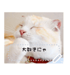 ちょこ【ねこ】の「この気持ちを伝えたい」（個別スタンプ：5）