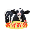 丑年・可愛い牛から年末年始のご挨拶♪2021（個別スタンプ：8）