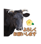丑年・可愛い牛から年末年始のご挨拶♪2021（個別スタンプ：12）