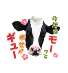 丑年・可愛い牛から年末年始のご挨拶♪2021（個別スタンプ：13）