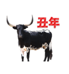 丑年・可愛い牛から年末年始のご挨拶♪2021（個別スタンプ：14）