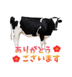 丑年・可愛い牛から年末年始のご挨拶♪2021（個別スタンプ：21）