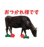 丑年・可愛い牛から年末年始のご挨拶♪2021（個別スタンプ：22）