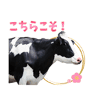 丑年・可愛い牛から年末年始のご挨拶♪2021（個別スタンプ：23）