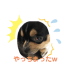 じろの日常5（個別スタンプ：6）
